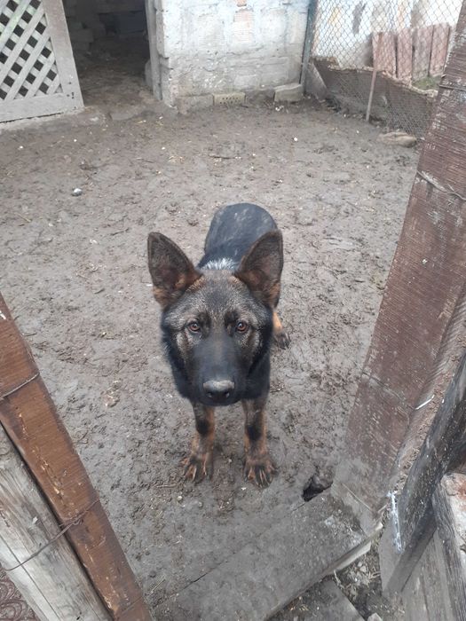 Немска овчарка, момче