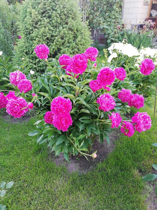 Корни бардового пиона