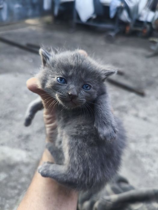 Отдам даром котят
