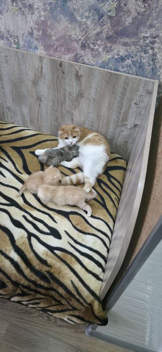 Шотландские вислоухие