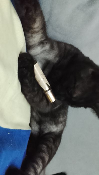 Кот на вязку опытный кот