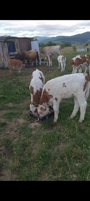 Vând vitei înțărcați