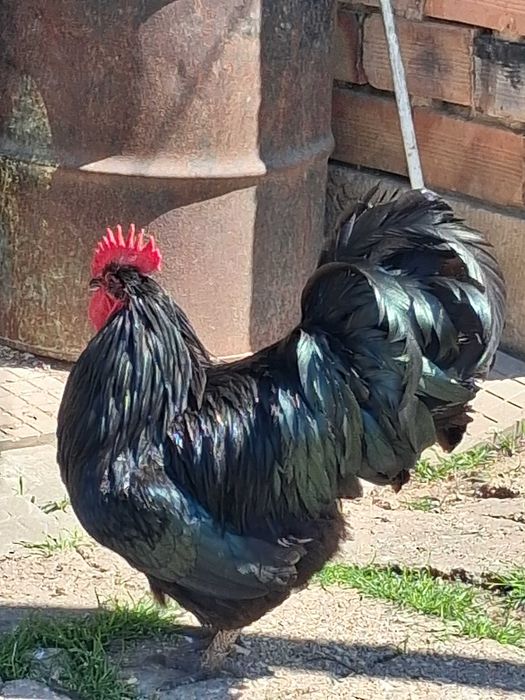 Петли порода Австралорп