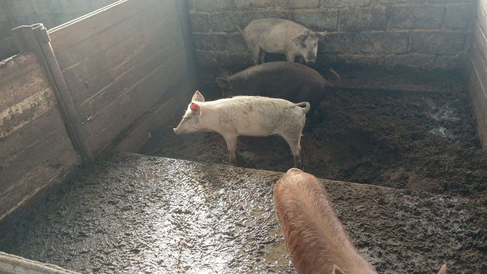 Поросята 5ти месячные