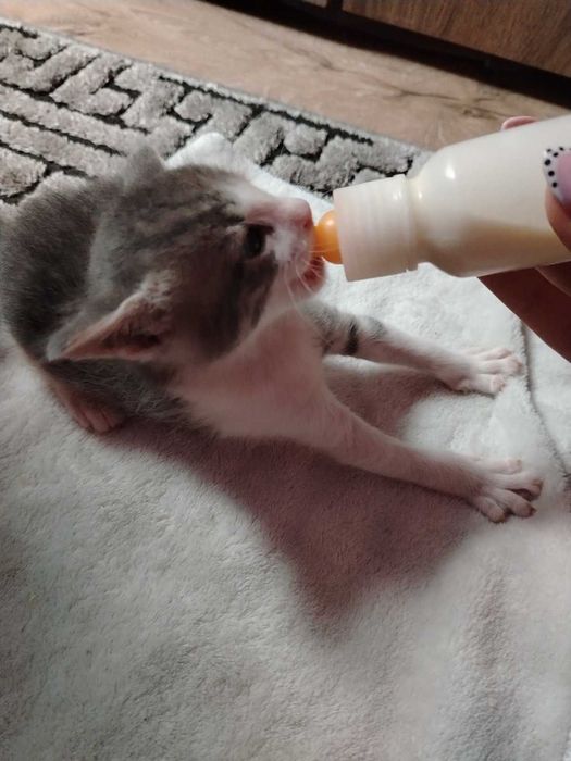 Котета търсят дом