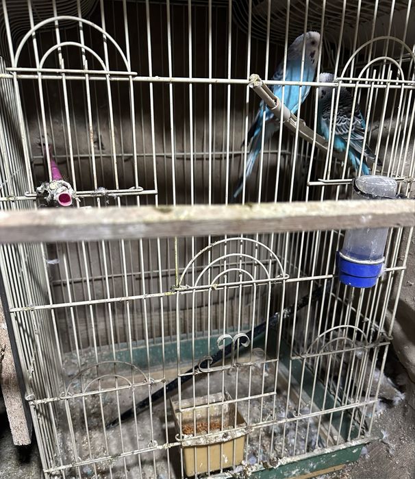 Попугаи сатылады дены сау