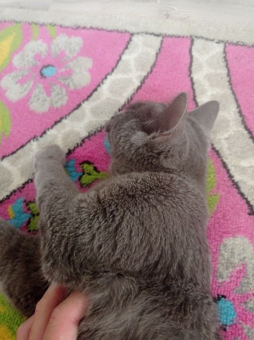 Britansky Skottish Strayt Sirre