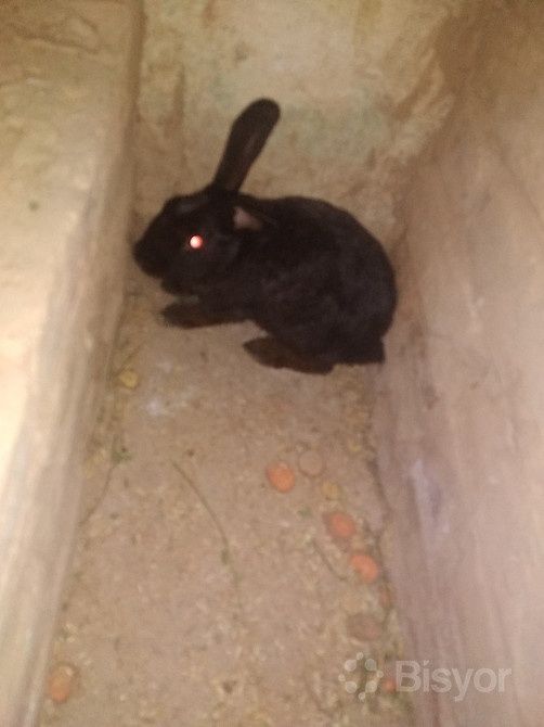 Quyonchalar sotiladi 45 kunlik