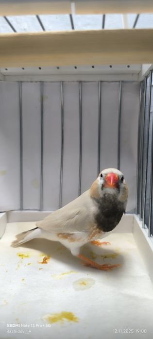 Амадинкала сотилади тайор кушла