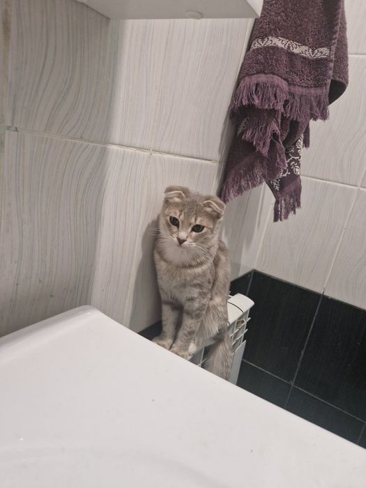 Отдам в добрые руки