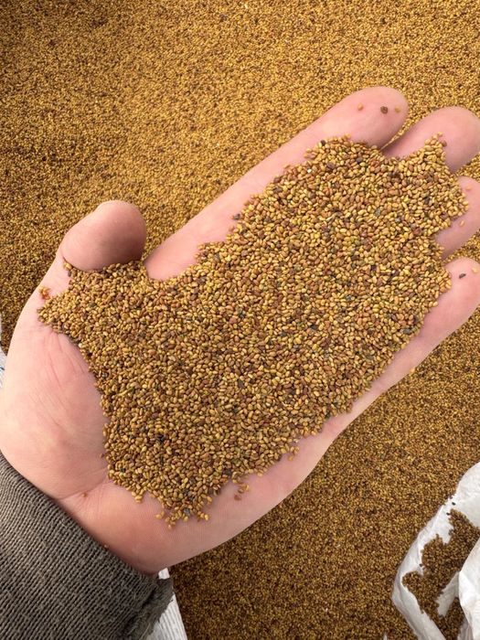 Sămânță de lucernă de vânzare 15 lei kg