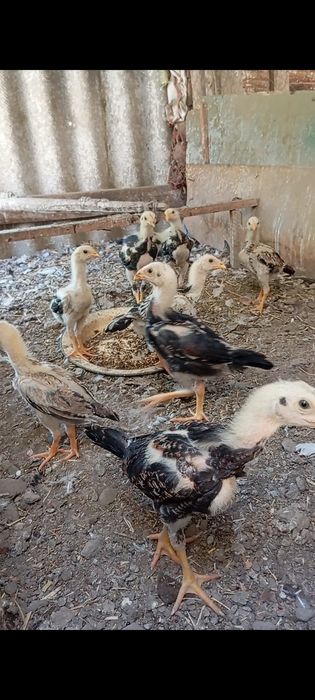 Жужалар сотилади