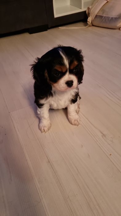 Fetita cu certificat pedigree