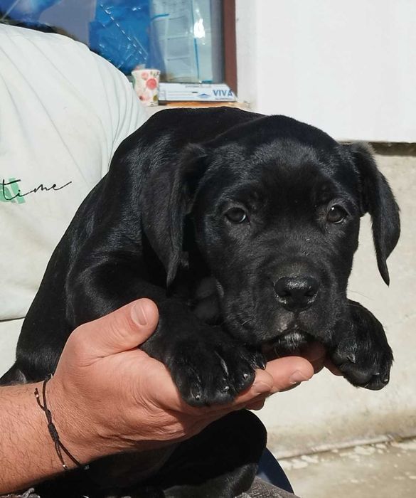 Кане Корсо Италияно