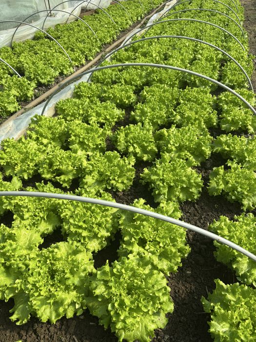 Свежа, зелена салата