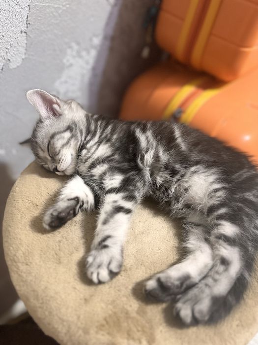 Продам котенка окрас серебристый Табби