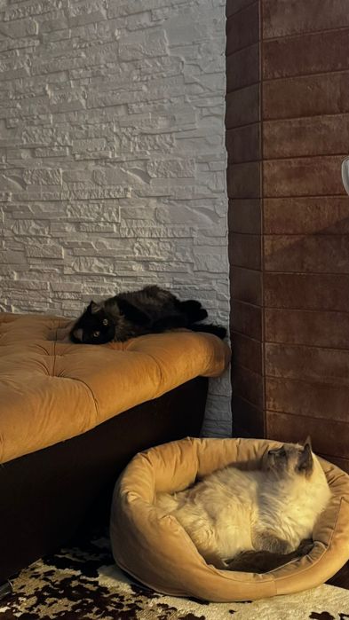 В хорошие руки котёнок девочка