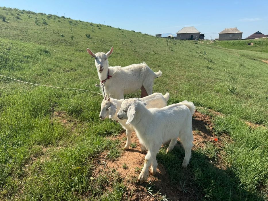 2 ешки лагымен сутти