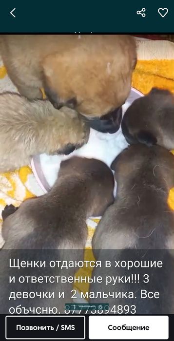 Продам щенка классного