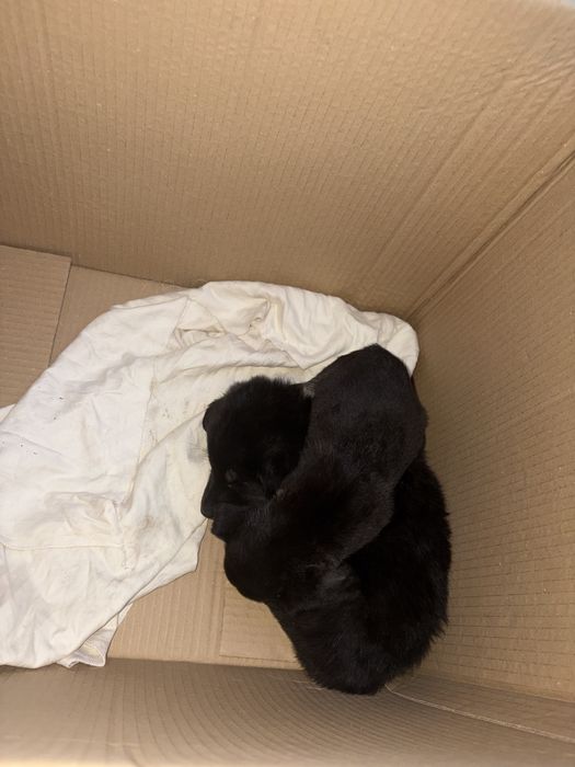 Две мини същества търсят смоят нов дом помогнете им моля ви се