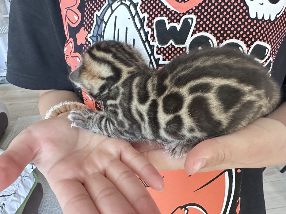 Бенгальские котята