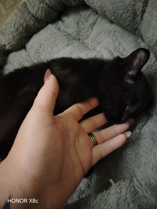 Котик ласковый, игривый