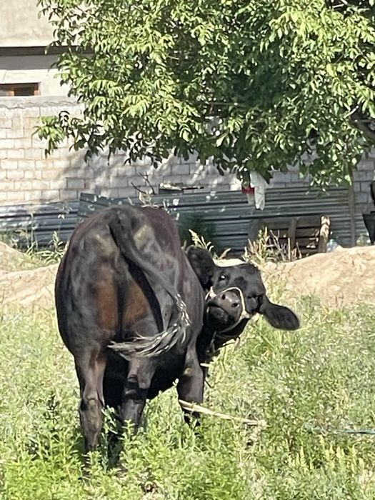 Angus Onasi 15 L sut beradi