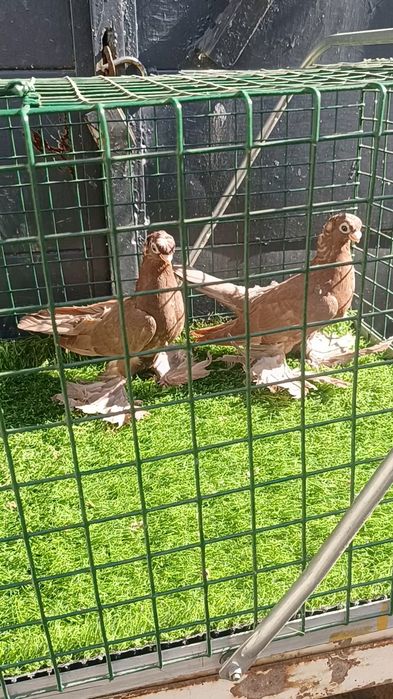 Голуби красные пискуны