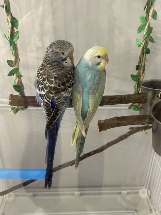 папугаи с клеткой