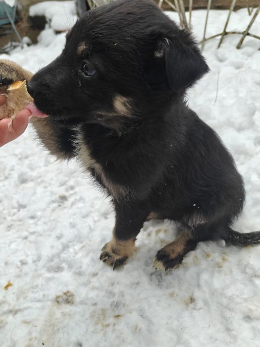 Отдам щенков в хорошие руки