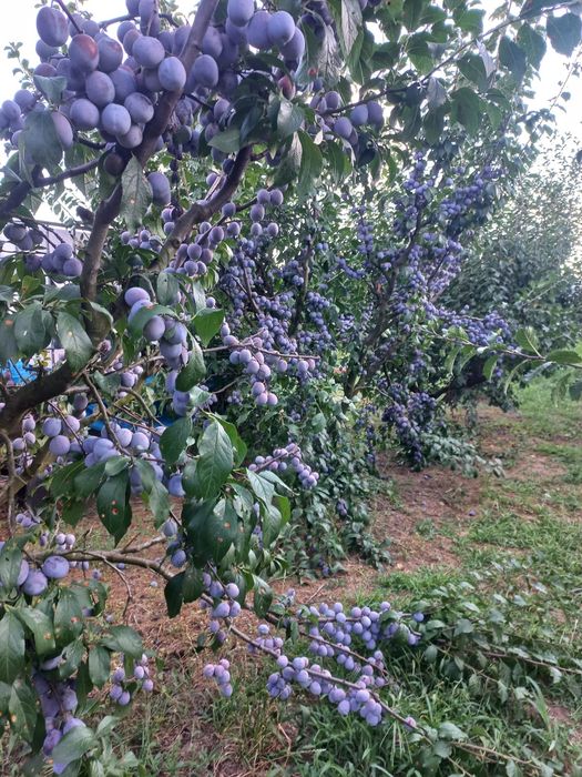 Vând prune 100% naturale
