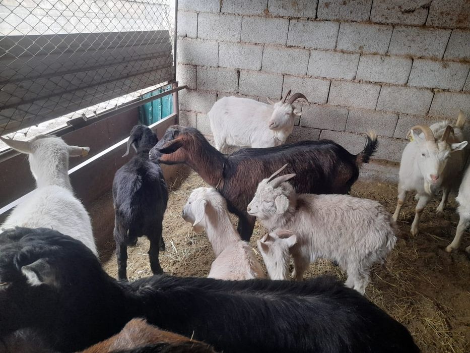 Сауынды буаз ешкилер