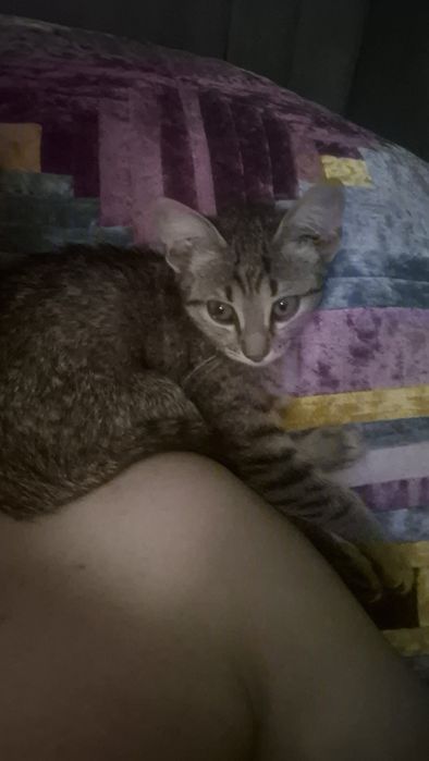 Котенок 2 месяца