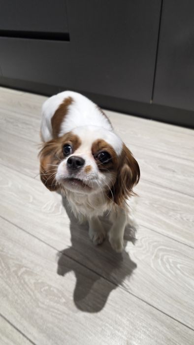 Кавалер кинг Чарльз