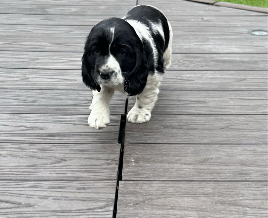 Продам щенка русский спаниель девочка 9 марта родилась .