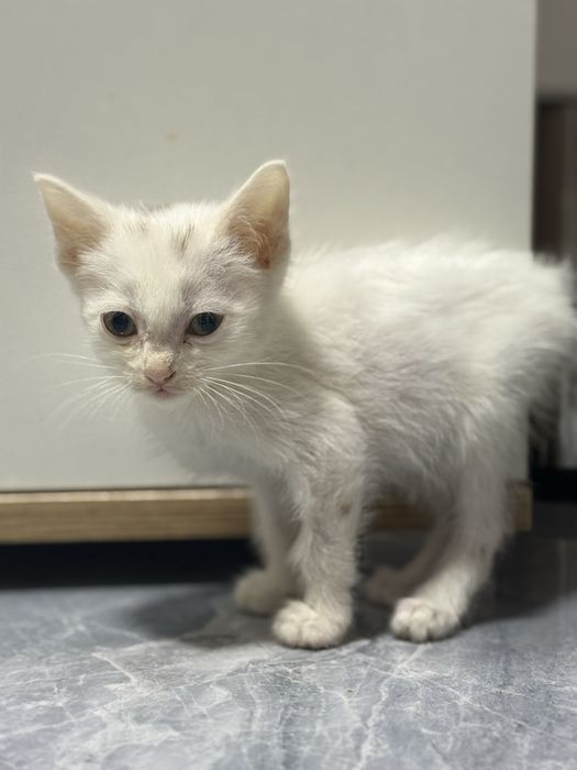 Котенок в добрые руки