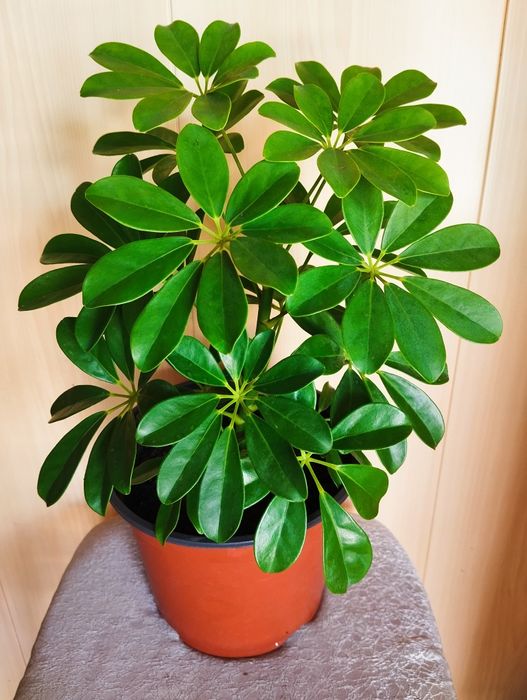 Продам комнатный цветок "Шефлера"