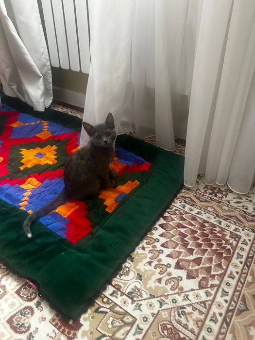 Отдам даром котенка в добрые руки