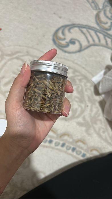 Хомяк , полный компл