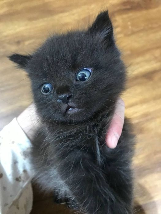 Продаются котята