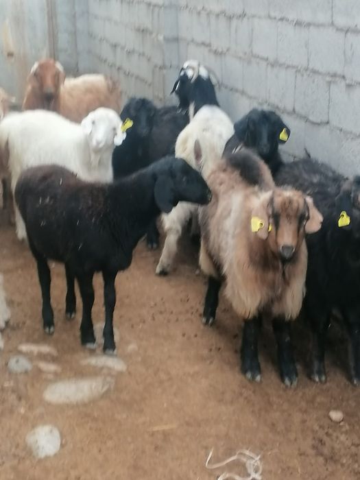 Семиз серке егки токты