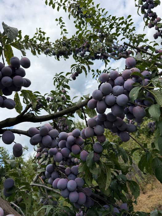 Vând prune de țuică!