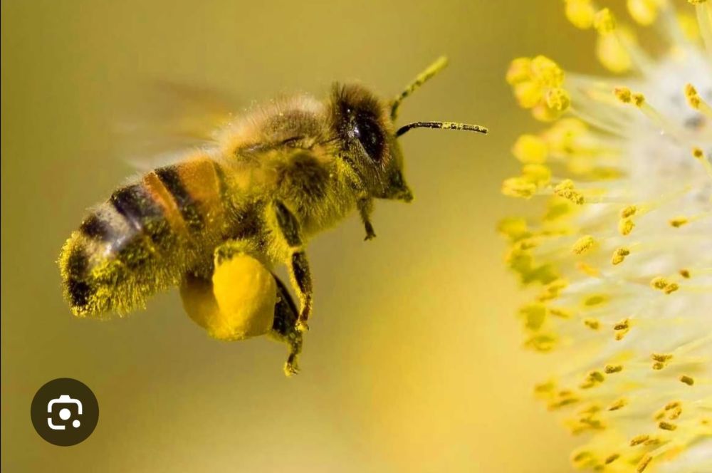 Polen crud de albine