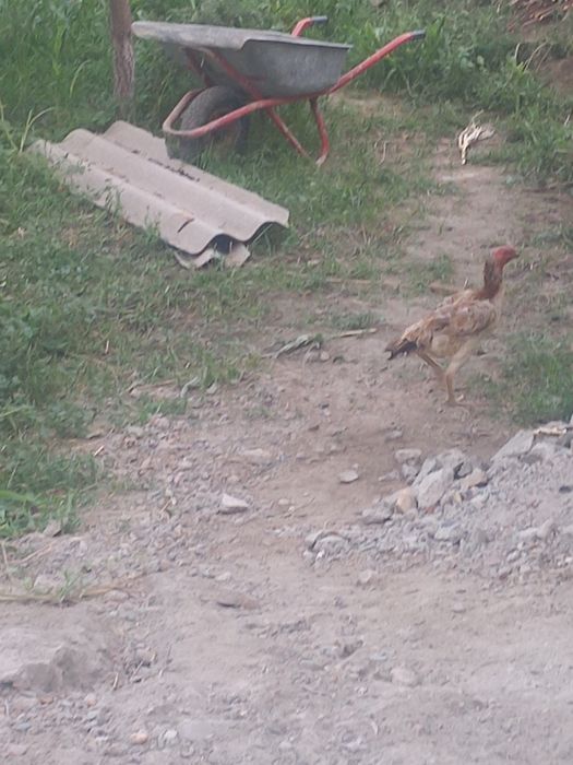 Куланги, дакан зотли товуклар сотилади
