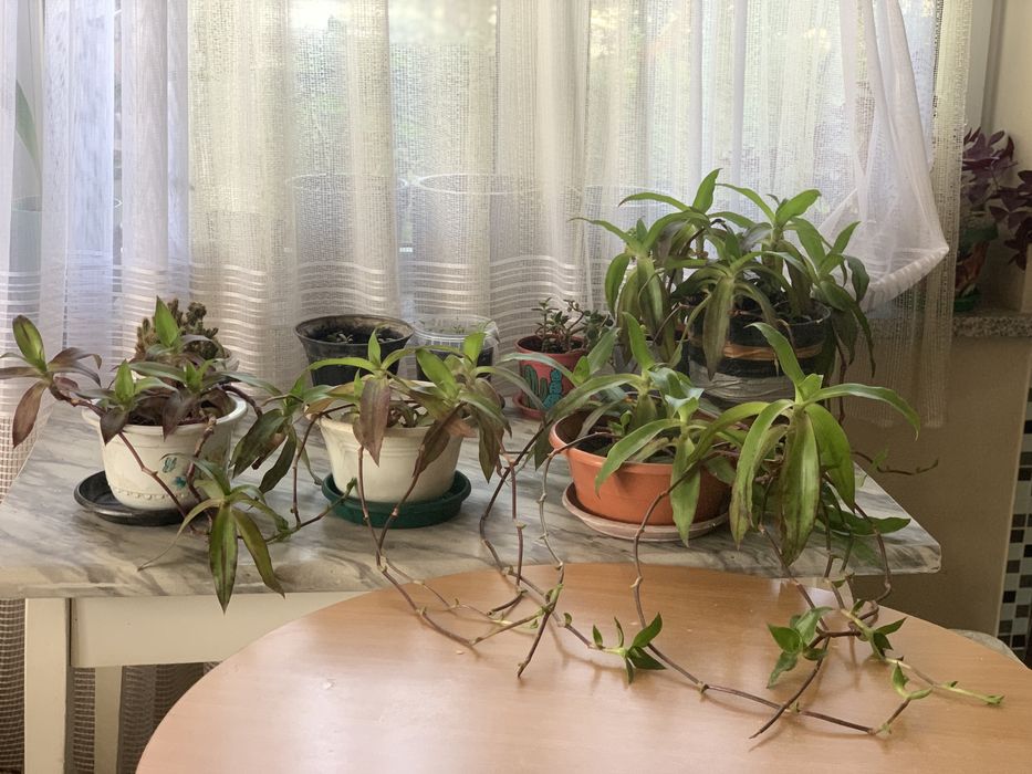 Золотой ус лечебный