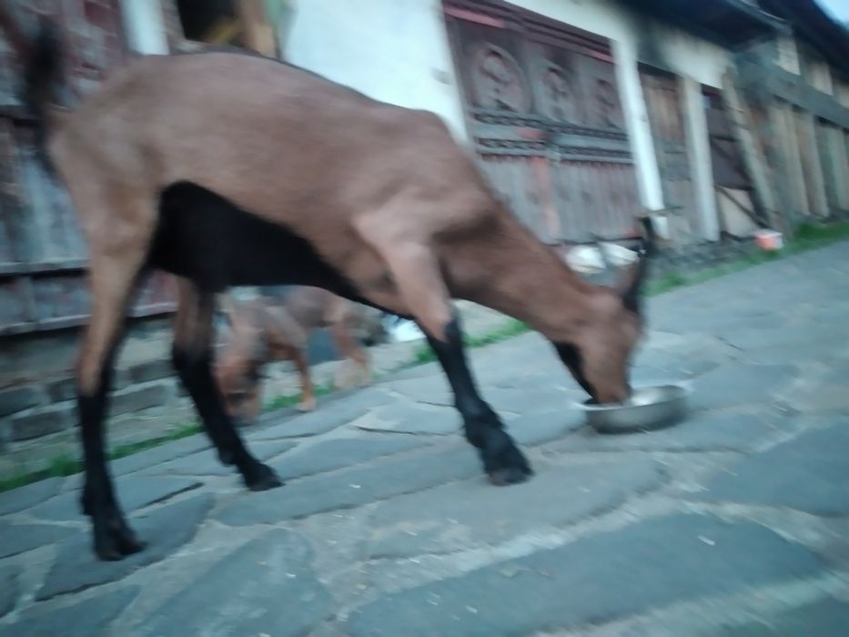 Capre Alpina Franceza și iezi