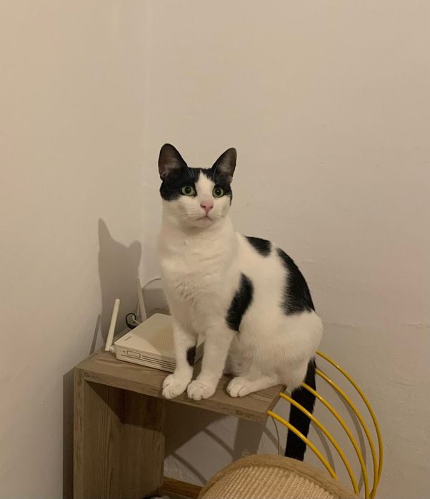 Pisicuță  superba pentru adoptie,pisica de adoptat,pisicuta frumoasa