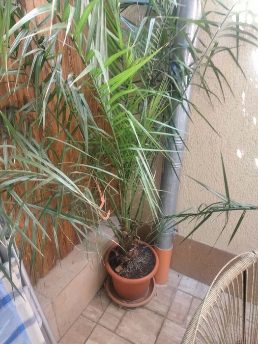 Diferite plante ,