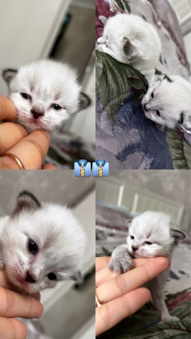 Продаются котята