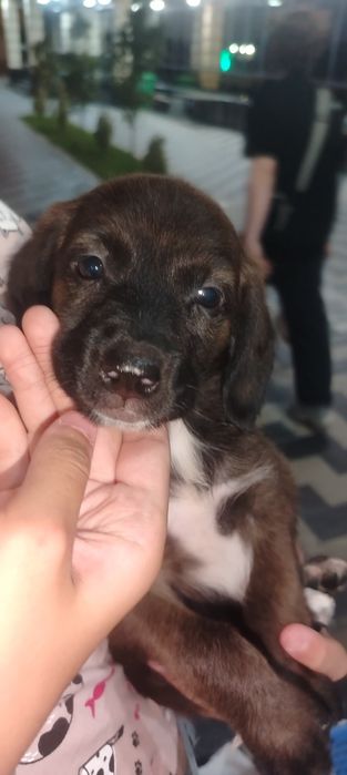 Продаётся щенок спаниеля